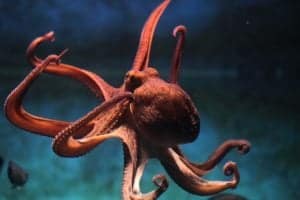 Octopus Tries To Break Through the Shell of a Slipper Lobster But Fails and Retreating With Injuries Picture