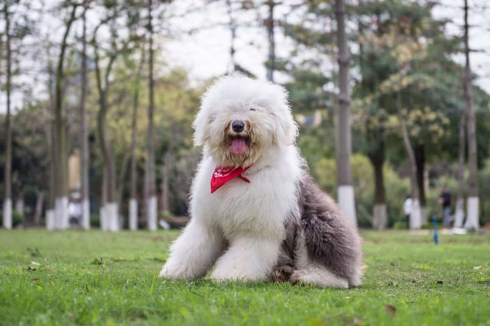 Old English Sheepdog with necktie