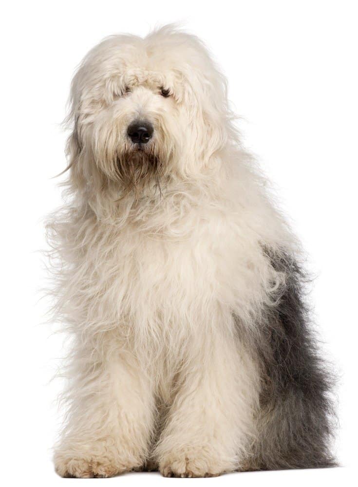 Old english store sheepdog dogs 101