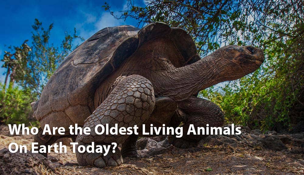 Oldest Living Animals | Oldest Animals on Earth | AZ Animals