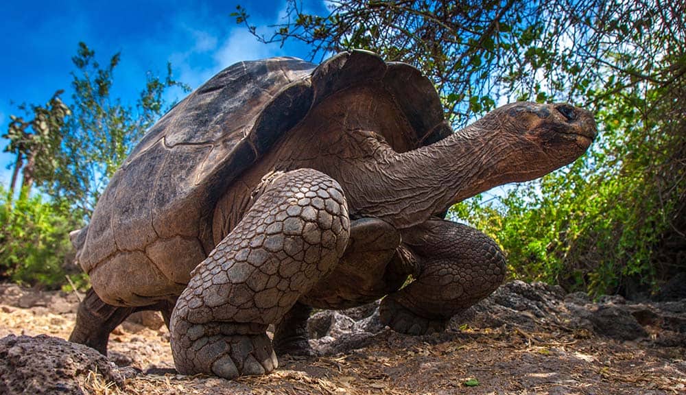 Jonathan is the oldest living animals on Earth