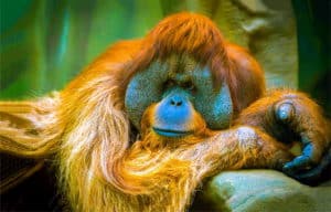 What Do Orangutans Eat? Picture