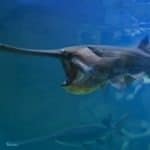 Paddlefish
