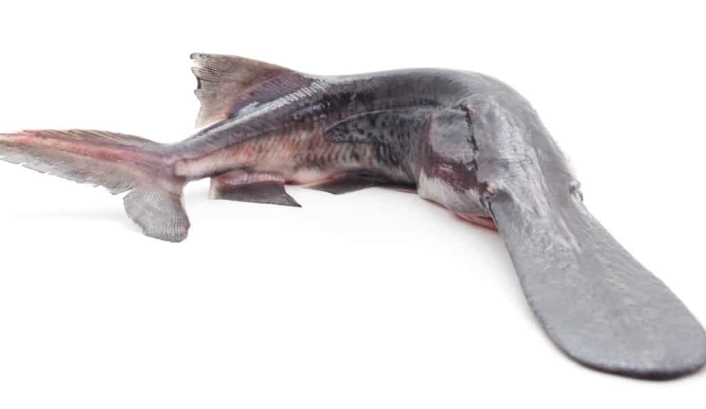 Paddlefish on white background