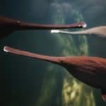 American paddlefish