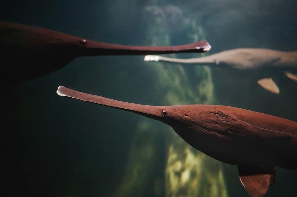 The American paddlefish (Polyodon spathula)