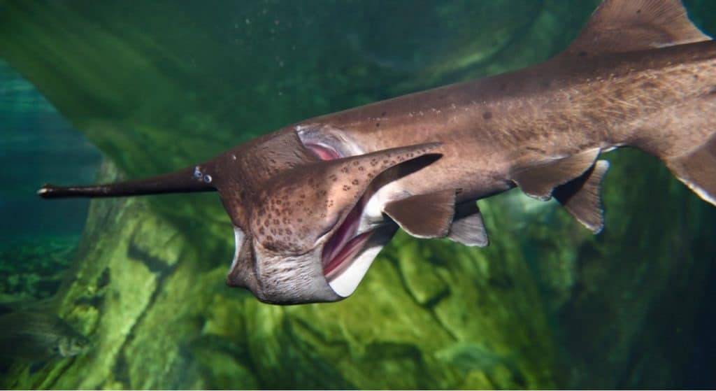 Toronto, Ontario, Canada - February 2, 2016: American Paddlefish ram suspension feeding zooplankton in an aquarium