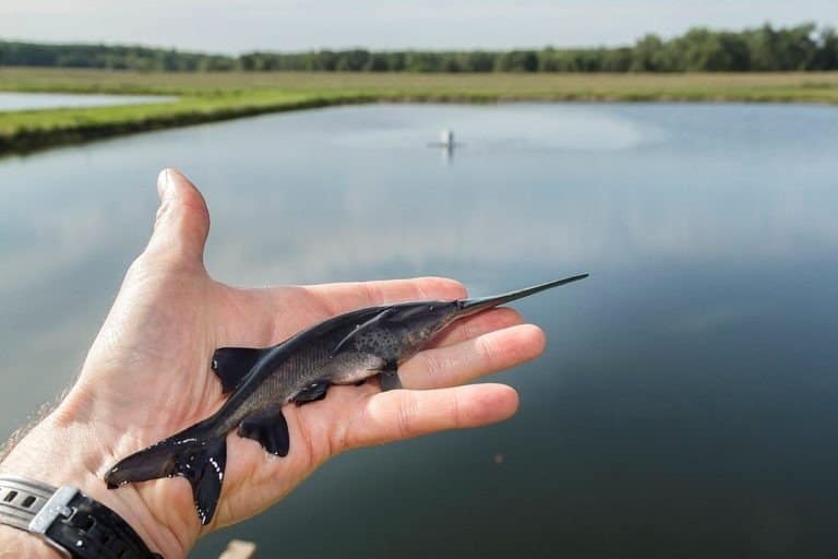 Juvenile Paddlefish being released