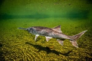 Paddlefish Fish Facts - Polyodontidae - A-Z Animals