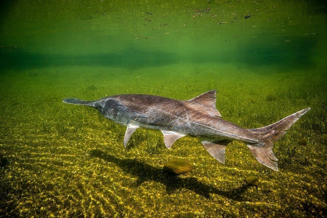 Paddlefish Fish Facts WikiPoint Wiki Point