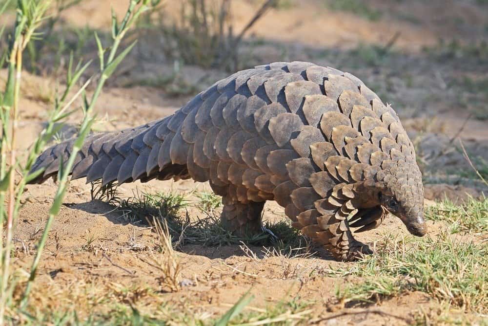 Pangolin Animal Facts - A-Z Animals