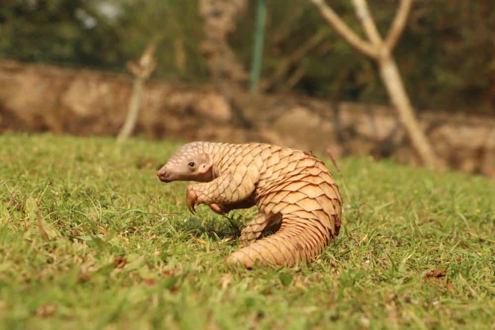 Pangolin vs Anteater