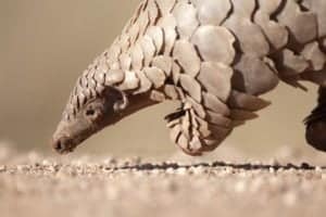 What Do Pangolins Eat? Explore their Specialized Diet Picture