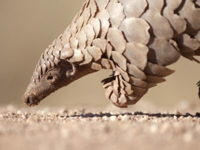 Pangolin Picture