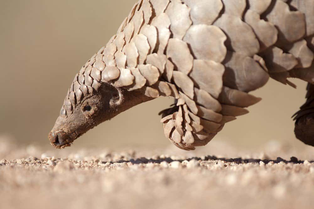 Pangolin looking for ants to eat