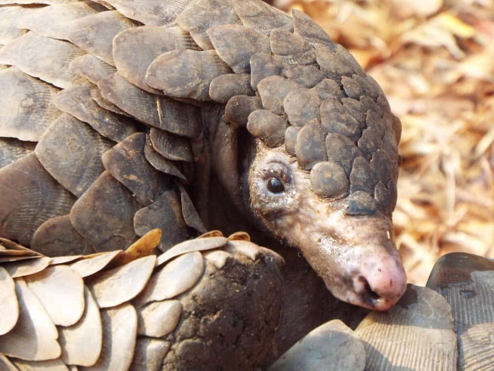 Pangolin face close up