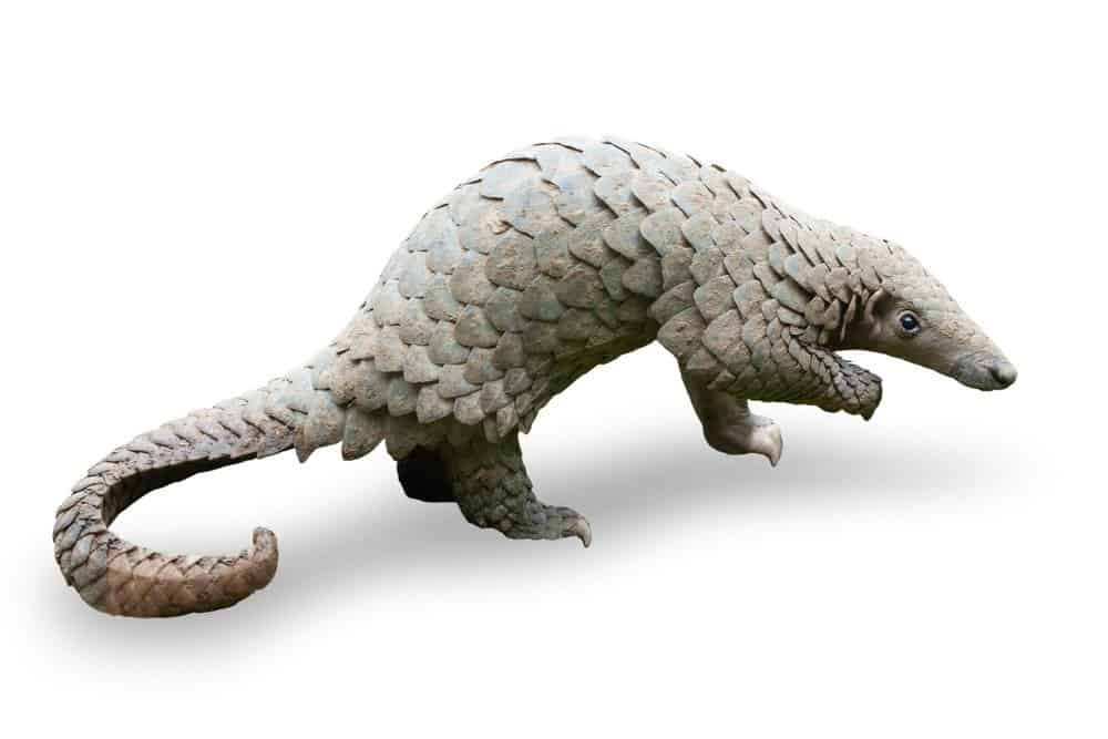 Pangolin Animal Facts Az Animals