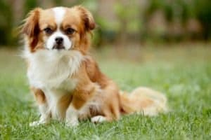 Pekingese - A-Z Animals