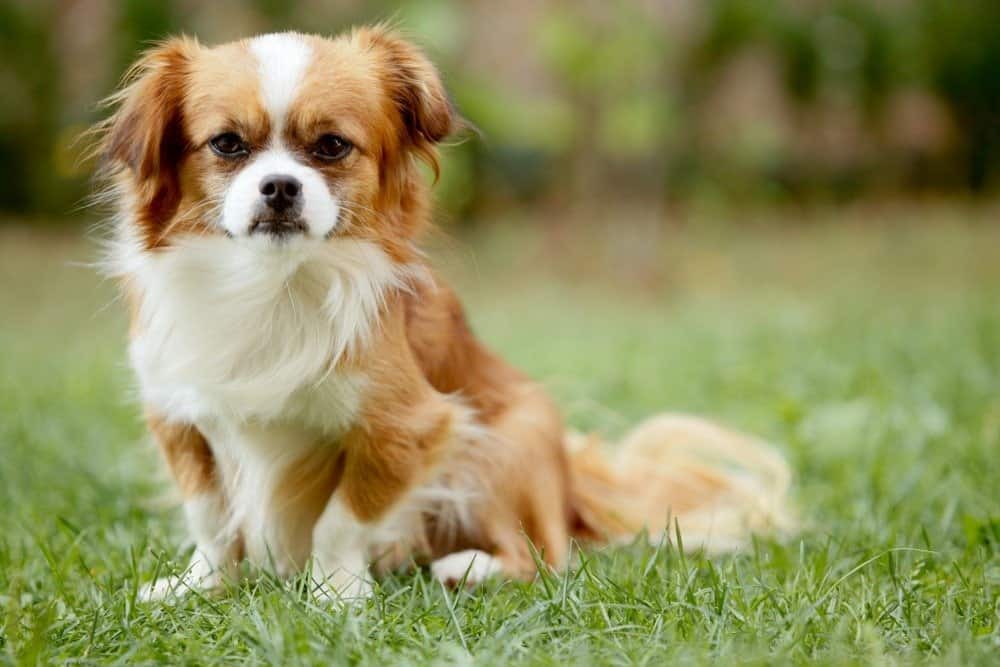 Cute and funny red light Pekingese dog in autumn park playing