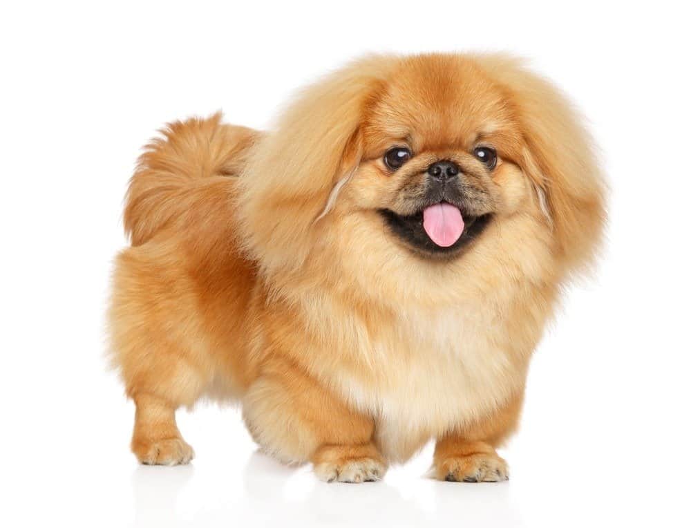 Happy Pekingese dog standing on white background