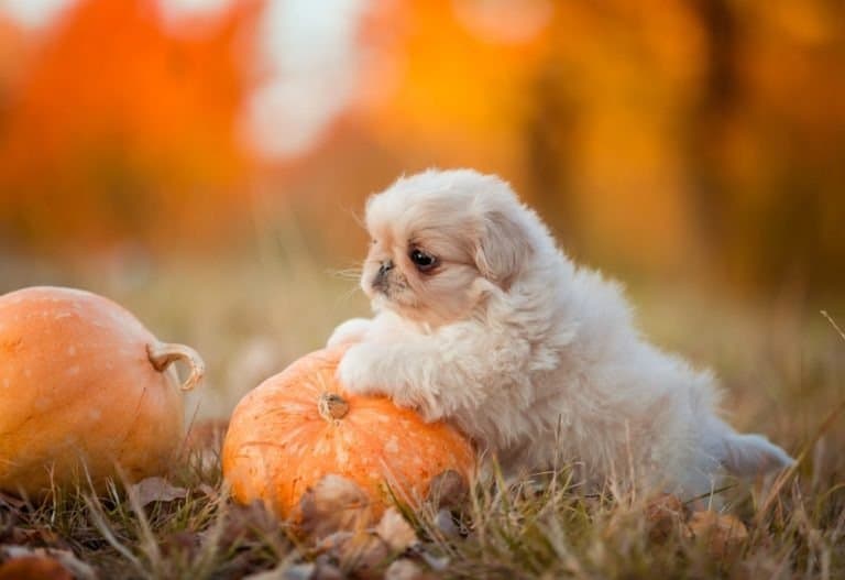 Pekingese little white puppy playing with pumpkin.