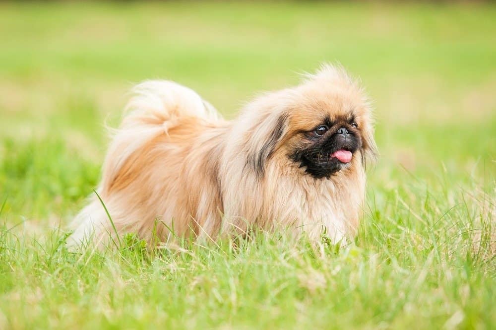 Pekingese dog walking outdoors