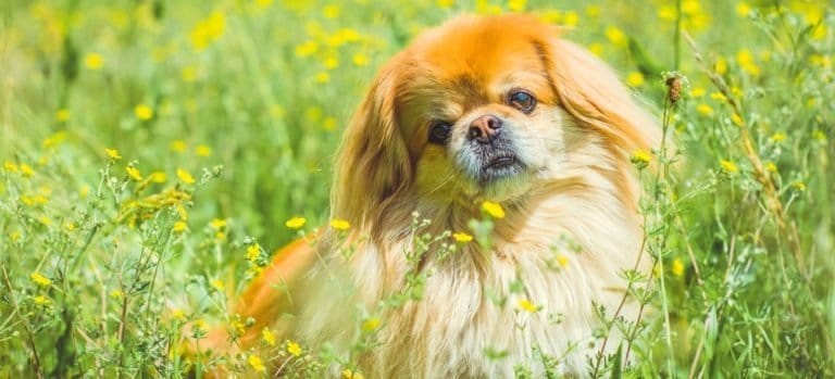 Cute and nice golden Pekingese dog in park playing