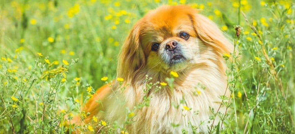 are pekingese noisy