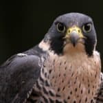 Peregrine Falcon