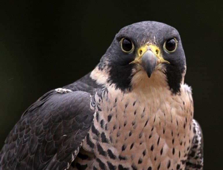 A close-up of the face of a Peregrine Falcon