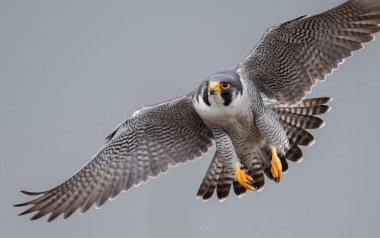 A Peregrine Falcon with spread wings flying