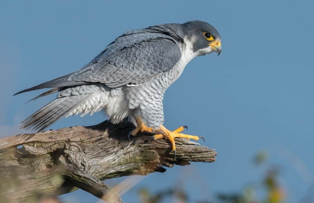 peregrine falcon speed video