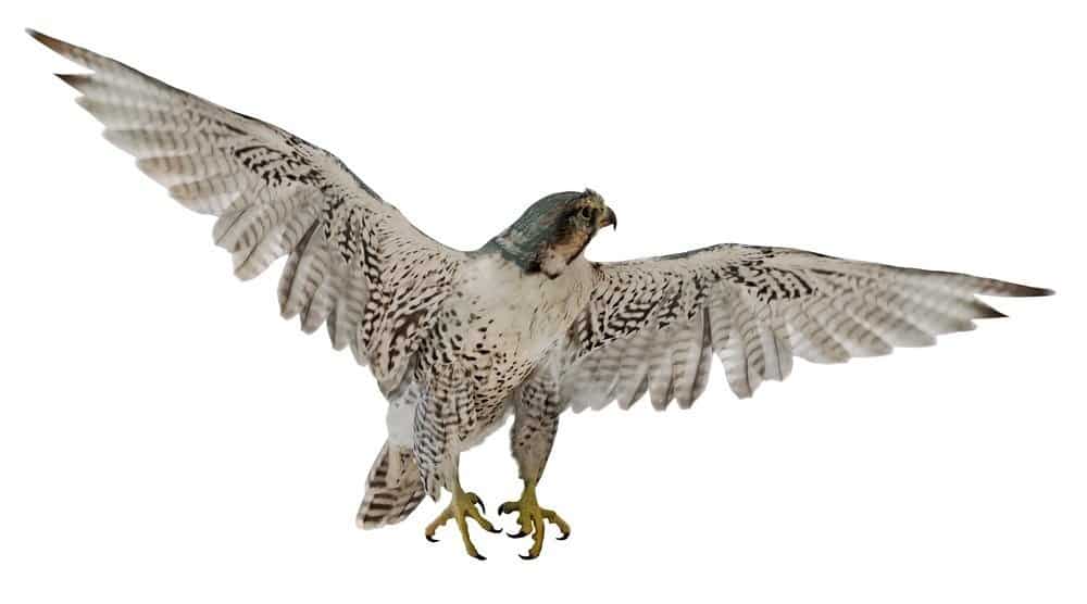 flying Peregrine falcon isolated on white background