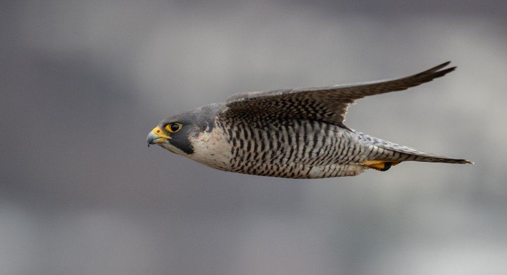 peregrine falcon speed records