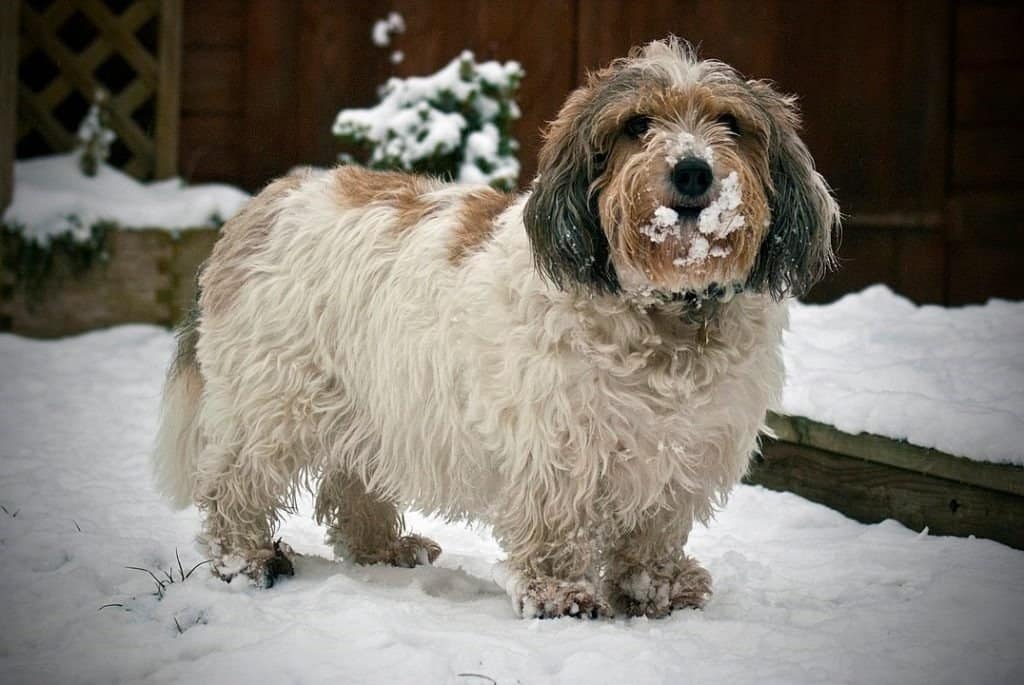 Petit basset griffon store vendeen poodle mix