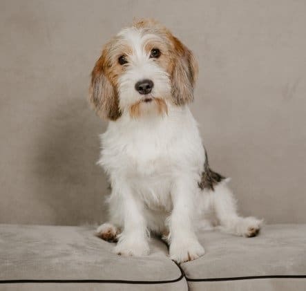 An adorable puppy of Petit Basset Griffon Vendéen sitting on a sofa