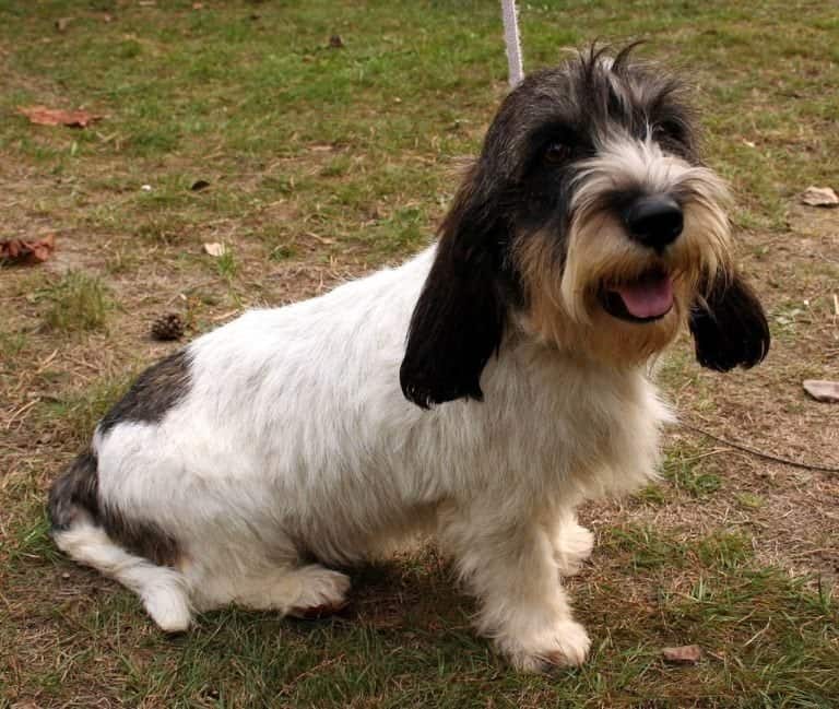 Petit Basset Griffon Vendéen sitting on gra