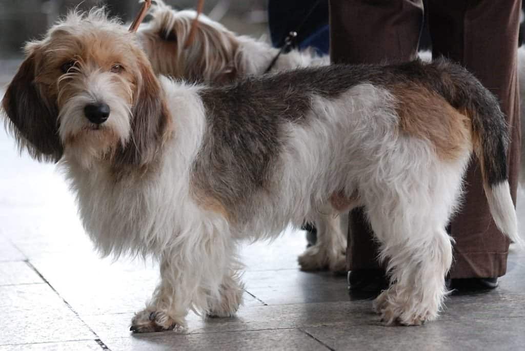 Petit Basset Griffon Vendéen MWPR Katowice 2008 001
