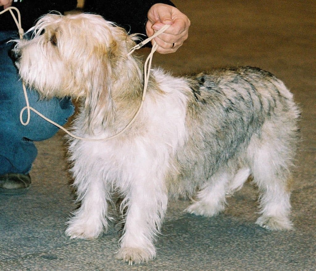 Petit Basset Griffon Vendéen standing with owner
