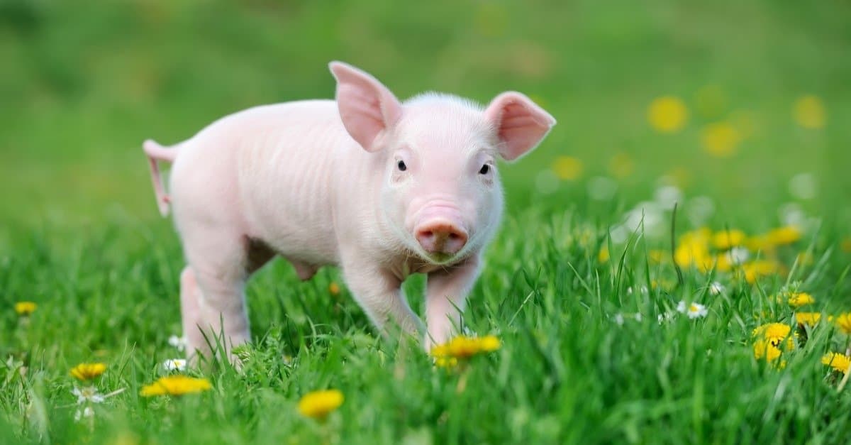 Pig Animal Facts | Sus scrofa scrofa | AZ Animals