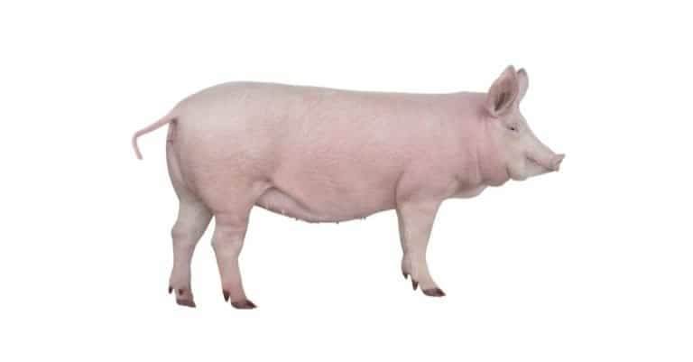big pig isolated on white background