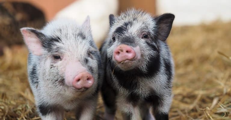 Two little pigs on the farm