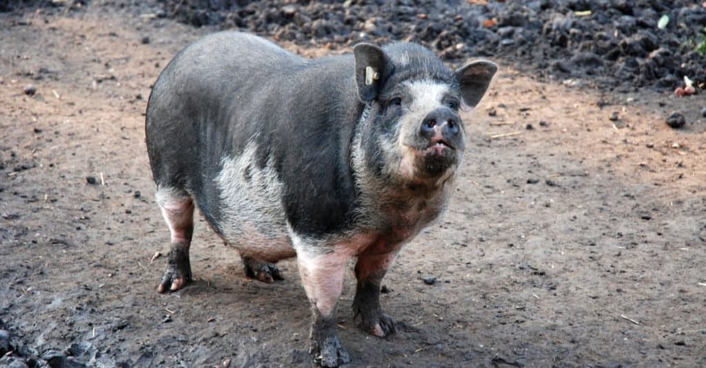 asia potbelly pig looking funny