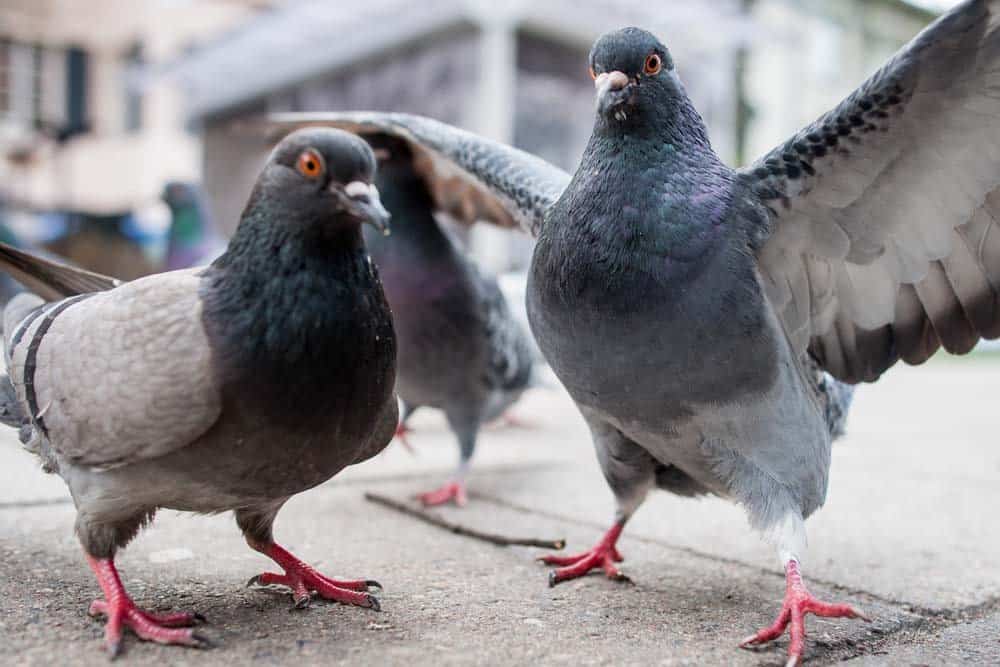 Three pigeons standing on a sidewalk. One pigeon's wings are outstretched.