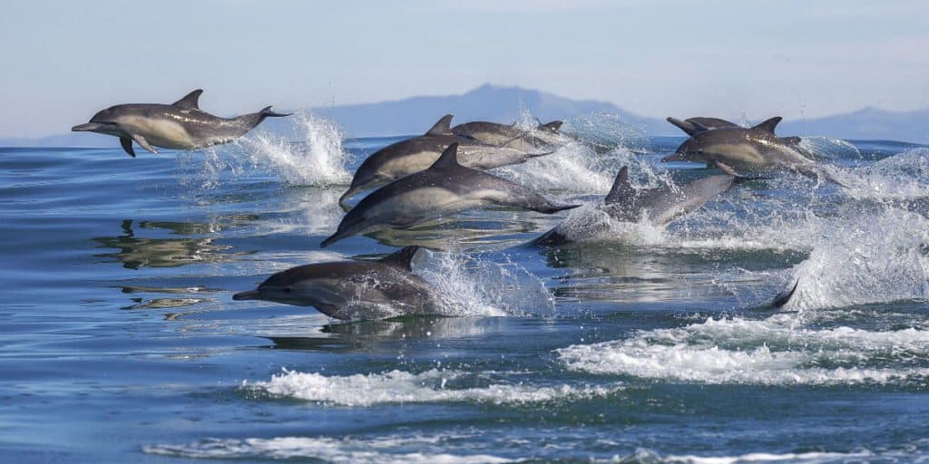 Group of Whales - pod-of-long-beaked-common-dolphins
