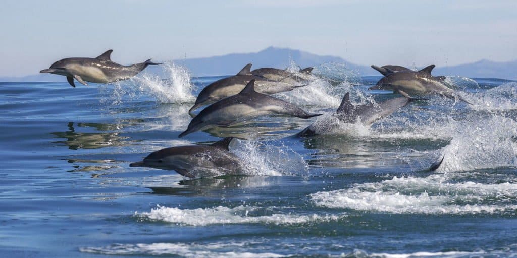 TripAdvisor Delists Attractions That Breed Dolphins and Whales - AFAR