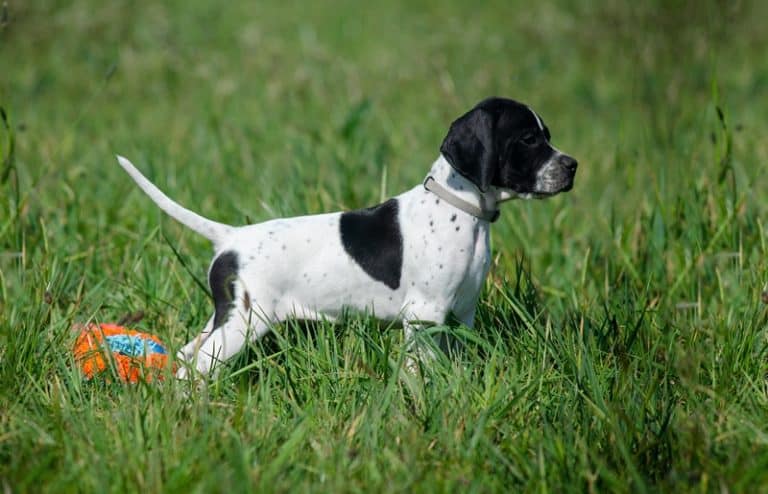 Black and white pointer puppy in the grass