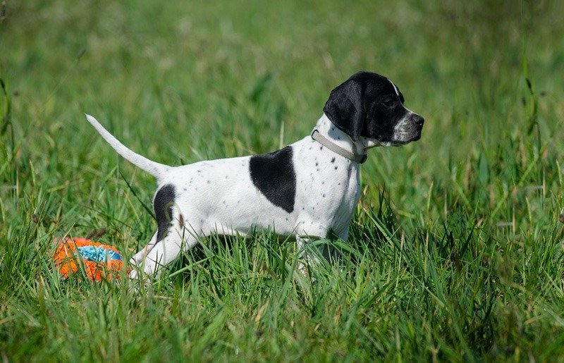 Black and white pointer puppy