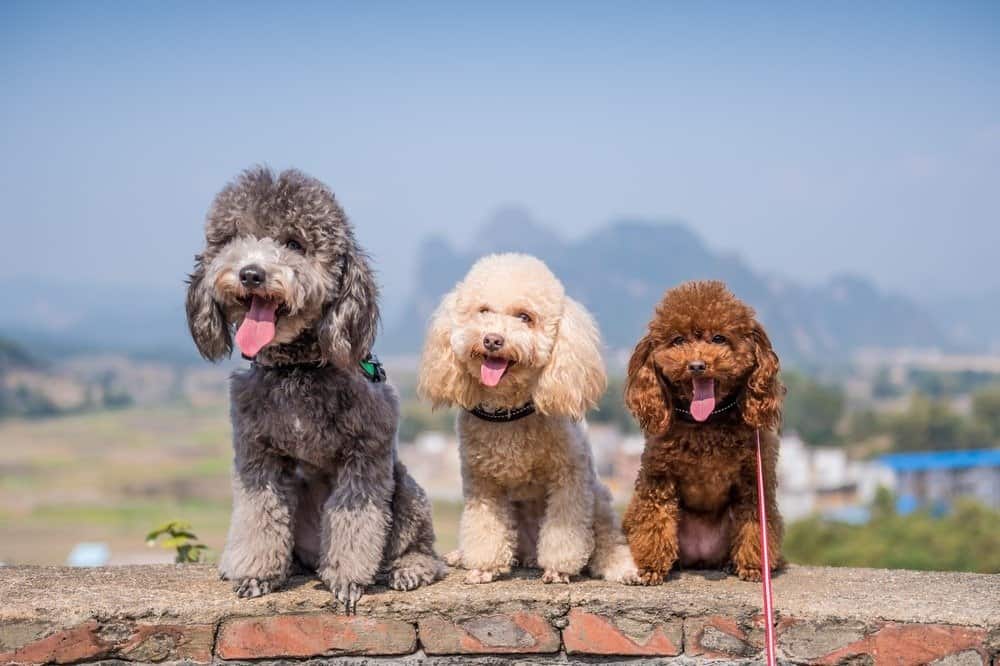 Three poodles sitting side by side