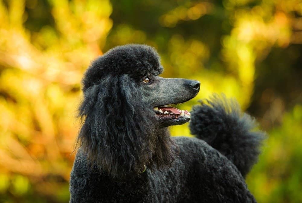 Types of dogs with curly hair